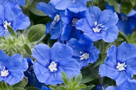 Cây cảnh chữa lành, hoa xanh tao nhã... càng ngắm càng mê