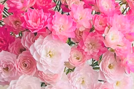 Ngỡ ngàng loài hoa hồng độc lạ, nở rộ tựa như đóa sen tí hon