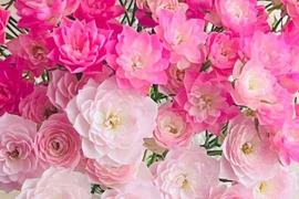 Ngỡ ngàng loài hoa hồng độc lạ, nở rộ tựa như đóa sen tí hon