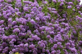 Ngỡ hoa cà, ai ngờ khoai tây Chile tím... đẹp "gây mê"