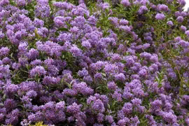 Ngỡ hoa cà, ai ngờ khoai tây Chile tím... đẹp "gây mê"