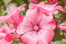 Loài hoa vua chịu nhiệt, biến sân vườn thành biển màu rực rỡ kéo bình an đến