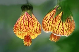 Cây đèn lồng rực rỡ, dễ thu tài, chiêu lộc cho gia chủ