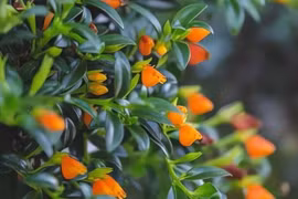 Cây cảnh phong thủy nở hoa như cá vàng, hút lộc cực đỉnh