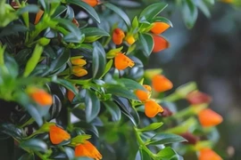 Cây cảnh phong thủy nở hoa như cá vàng, hút lộc cực đỉnh