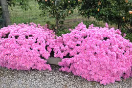 Cây cảnh 4 mùa nở hoa, mang năng lượng tích cực, đẹp gây mê