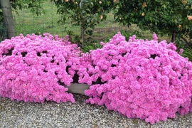 Cây cảnh 4 mùa nở hoa, mang năng lượng tích cực, đẹp gây mê