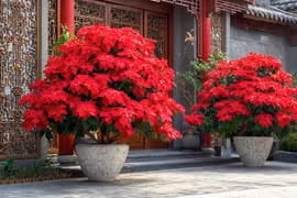 4 cây cảnh Giáng sinh rực rỡ, bừng sáng tài lộc đón Noel