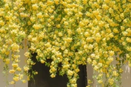 Tam ngự lâm hoa, nở hoa 'điên cuồng' như vũ bão