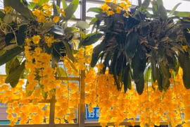 Lan vảy rồng rực rỡ như nắng hút vận may, tài lộc vào nhà 