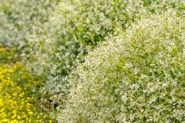 Cây cảnh đẹp như tuyết rơi mùa hè, mang đến may mắn lạ kỳ 