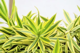 Ngỡ ngàng cây cảnh mảnh mai duyên dáng, mang không khí an lạc vào nhà