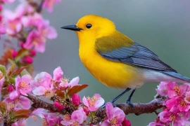 Người sinh ngày Âm lịch này nghèo thuở nhỏ, hậu vận giàu sang phú quý