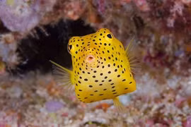 Bí ẩn loài cá vuông như hộp nhựa, bơi cực nhanh khó tin