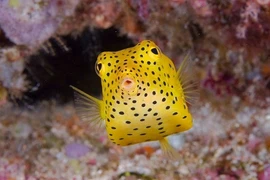 Bí ẩn loài cá vuông như hộp nhựa, bơi cực nhanh khó tin