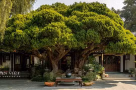 Top 5 cây quý mang lại phước lành cho gia chủ