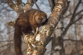 Những loài chồn săn mồi bá đạo khiến thế giới kinh ngạc