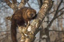 Những loài chồn săn mồi bá đạo khiến thế giới kinh ngạc