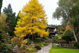 4 loài cây giữ tiền như Tỳ Hưu, giúp gia chủ nhiều đời thịnh vượng