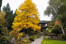 4 loài cây giữ tiền như Tỳ Hưu, giúp gia chủ nhiều đời thịnh vượng