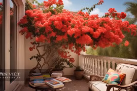 Cây cảnh "vạn người mê", chặn tà khí, rước tài lộc