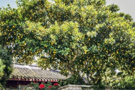 3 cây cảnh quả vàng mang may mắn, tài lộc nặng trĩu cho gia chủ