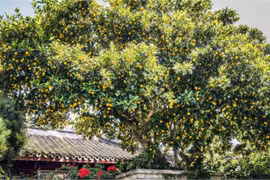 3 cây cảnh quả vàng mang may mắn, tài lộc nặng trĩu cho gia chủ