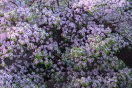 5 loại cây cảnh khiến gia chủ lụi bại, tuyệt đối không trồng