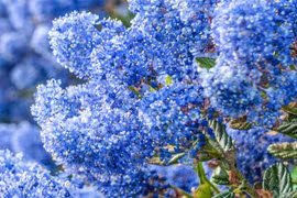  Cây cảnh nở ngàn chuông gió, gọi về bình yên xanh