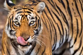 Chạm trán hổ lớn, nông dân sốc nặng thấy điều khó tin