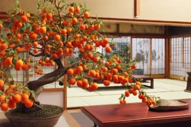 Điểm tên 4 cây cảnh như báu vật sống, hút vô số tài lộc vào nhà