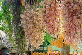 Lan hạc vĩ nở hoa lộng lẫy như cổ tích, đem may mắn cho gia chủ