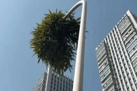 Cây tre kỳ lạ mọc qua cột đèn, gây xôn xao cộng đồng