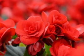 Trồng cây cảnh này ở đâu phúc lộc nở rộ ở đó