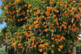 Cây cảnh tựa 'nắng thu rót mật' biến sân vườn thành thiên đường