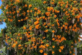 Cây cảnh tựa 'nắng thu rót mật' biến sân vườn thành thiên đường