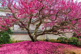 Ba cây cảnh hút may mắn, phúc lành cho gia chủ đầu năm mới