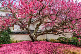 Ba cây cảnh hút may mắn, phúc lành cho gia chủ đầu năm mới