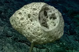Một cá thể bọt biển thủy tinh dạng cuống (Bolosoma, thuộc nhóm Hexactinellida) được chụp tại núi ngầm Malulu. (Ảnh: National Marine Sanctuaries)