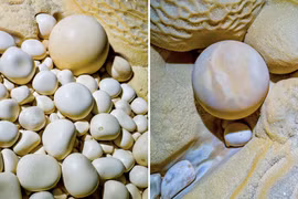 Những viên 'ngọc' tròn kỳ lạ hình thành trong hang động Việt Nam thế nào?
