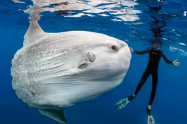 Mola mola- loài cá khổng lồ có ngoại hình kỳ lạ bậc nhất đại dương