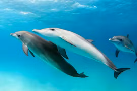 Liệu động vật có thể gọi nhau bằng tên như con người?