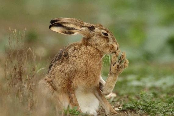 Đôi chân dị thường của loài thỏ chạy nhanh nhất thế giới 