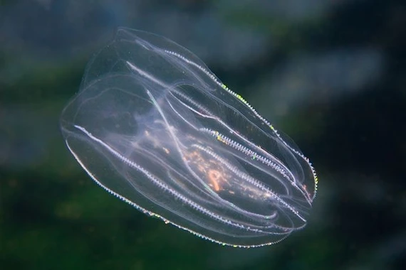 Động vật cổ xưa nhất thế giới, có khả năng tái sinh đáng kinh ngạc 