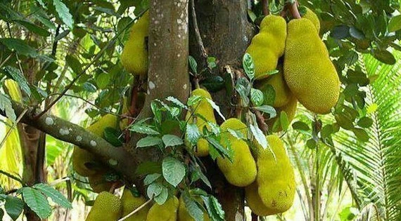 Chặt là mất phúc