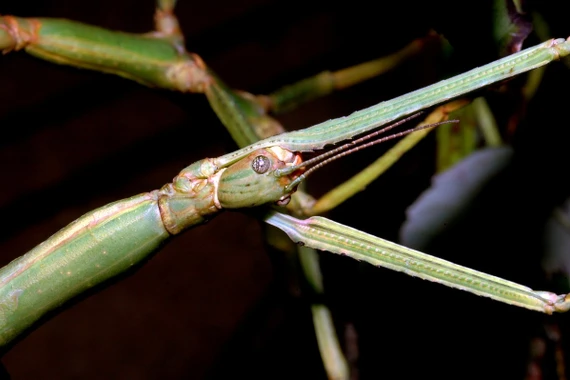 Gần 60 cm