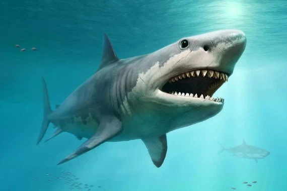 Cá mập khổng lồ Megalodon có thật hay chỉ là huyền thoại biển?