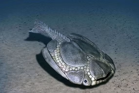 Loài cá trông như 'tấm khiên sống' tồn tại 350 triệu năm trước 