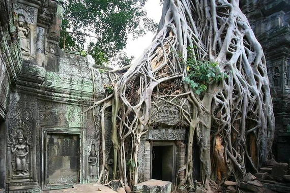 Kinh ngạc ngôi đền Khmer bị cây cổ thụ phủ kín