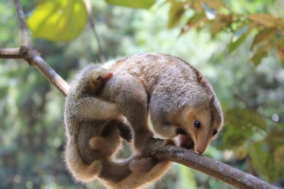 Đặc điểm có 1-0-2 của loài thú ăn kiến nhỏ nhất thế giới